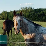 Rekreacni A Jezdecky Areal Equifarm 別荘